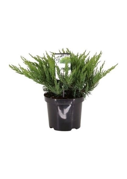 Sabin Andıcı Juniperus Sabina Tamariscifolia Saksıda