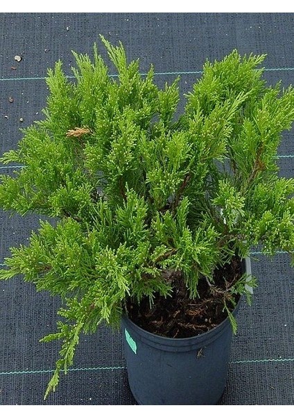 Sabin Andıcı Juniperus Sabina Tamariscifolia Saksıda
