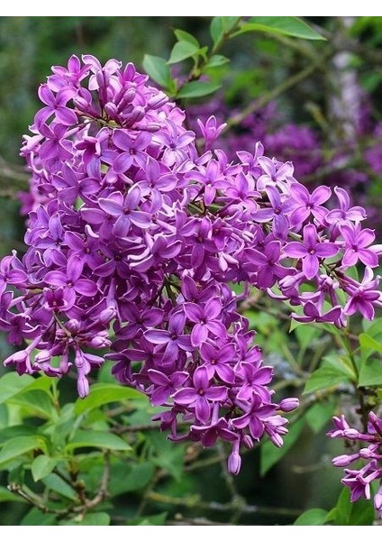 Leylak Fidanı Syringa Chinensis 20 30 cm
