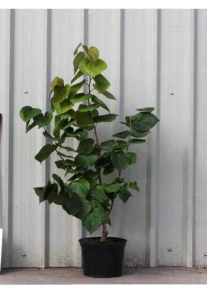 Leylak Fidanı Syringa Chinensis 20 30 cm