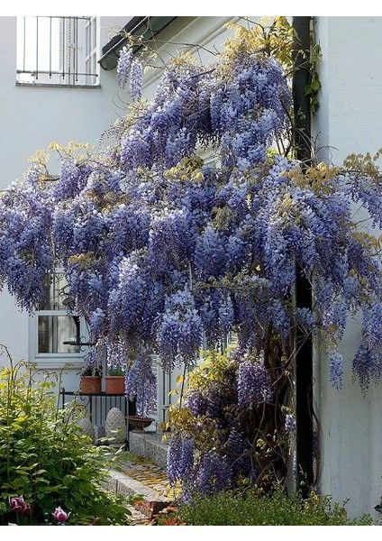 Mor Salkım Fidanı Kokulu Wisteria Sinensis 120 cm