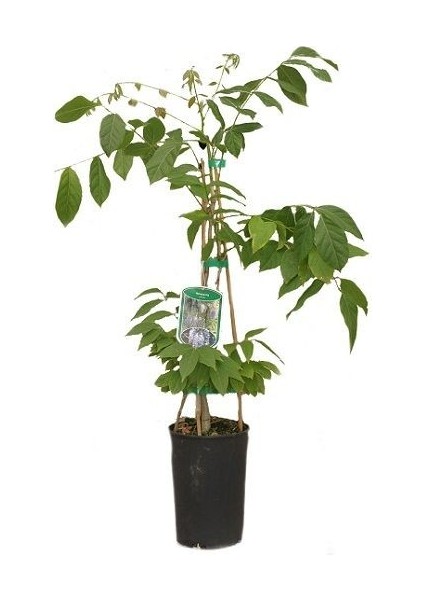 Mor Salkım Fidanı Kokulu Wisteria Sinensis 120 cm