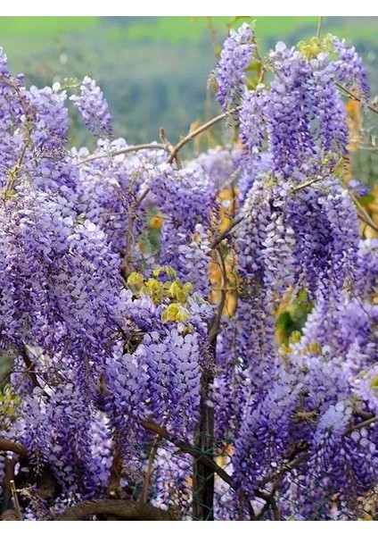 Mor Salkım Fidanı Kokulu Wisteria Sinensis 120 cm