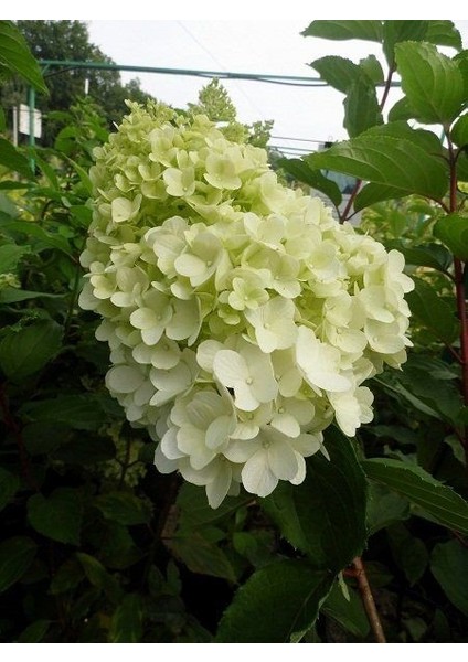 Konik Ortanca Fidanı Hydrangea Paniculata Diamantino Ithal