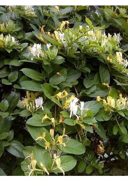 Kokulu Hanımeli Fidanı Lonicera Japonica 100 cm Saksıda