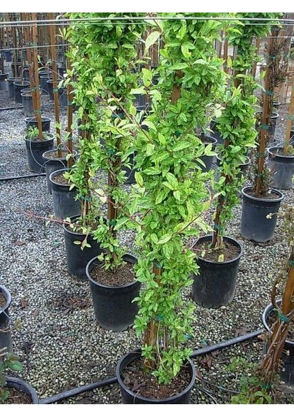 Kokulu Hanımeli Fidanı Lonicera Japonica 100 cm Saksıda