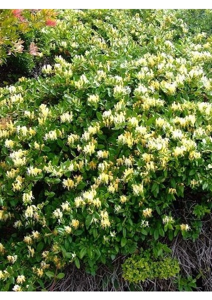 Kokulu Hanımeli Fidanı Lonicera Japonica 100 cm Saksıda