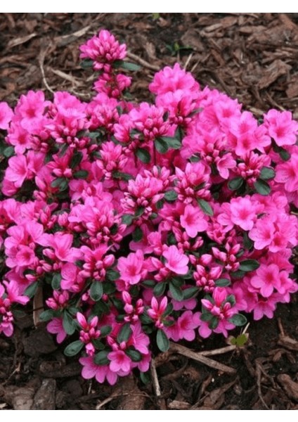 Açelya Bitkisi Pembe Çiçekli Azalea Japonica Conny Ithal Saksıda