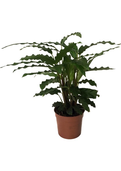 Calathea Rufibarba (Dua Çiçeği)