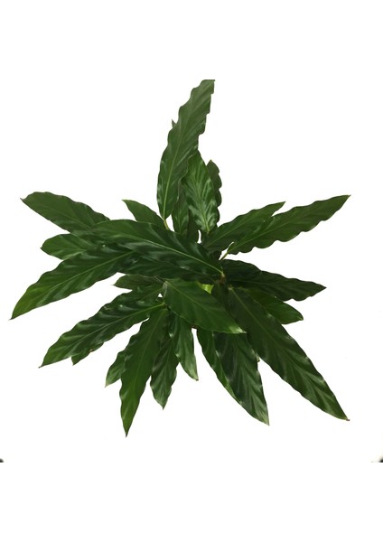 Calathea Rufibarba (Dua Çiçeği)