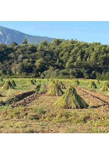 Yerli Susam Tahin