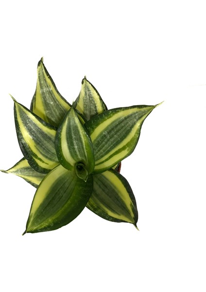 Sansevieria ‘Golden Hahnii’ (Paşa Kılıcı)