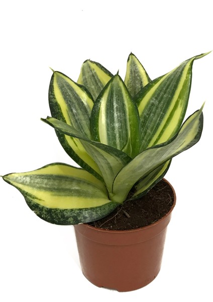Sansevieria ‘Golden Hahnii’ (Paşa Kılıcı)