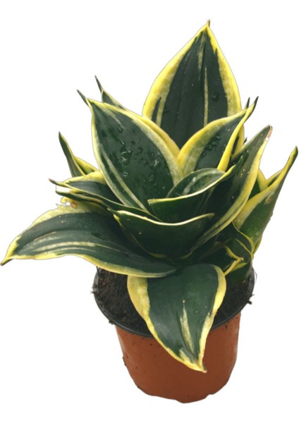 Sansevieria 'Yellow Stripe' (Paşa Kılıcı)