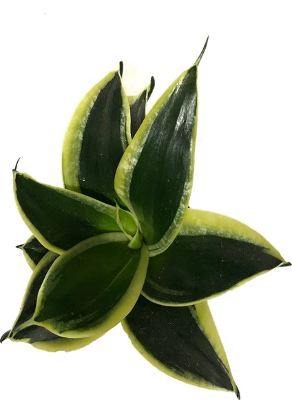 Sansevieria 'Yellow Stripe' (Paşa Kılıcı)