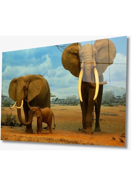 Filler Hayvan Cam Tablo 4 mm Dayanıklı Temperli Cam