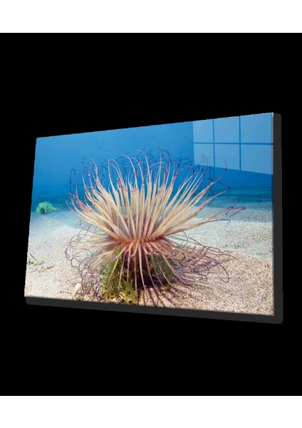 - Sualtı Canlıları Cam Tablo Marine Life