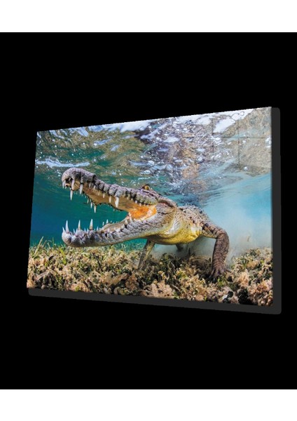 - Timsah Sualtı Cam Tablo