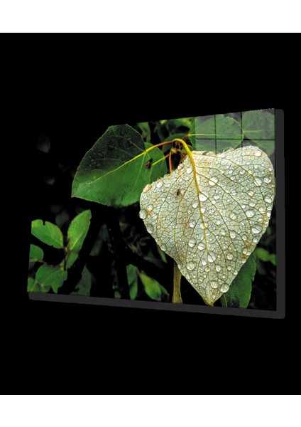 - Su Damlası Yeşil Yaprak Cam Tablo