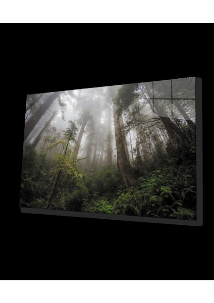 - Orman Yeşil Manzara Ağaç