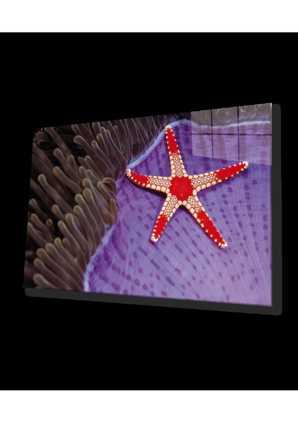 - Deniz Yıldızı Cam Tablo Starfish