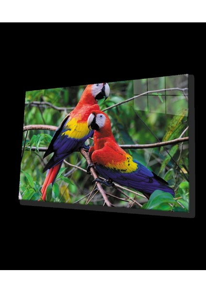- Papağan Cam Tablo