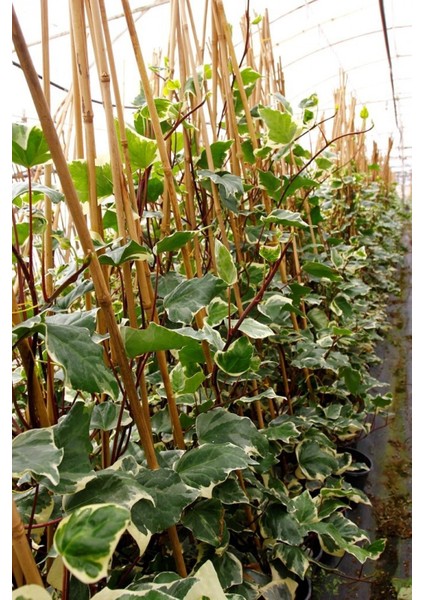 Hedera Orman Sarmaşığı 10 Adet - Alacalı Sarılıcı Bitki