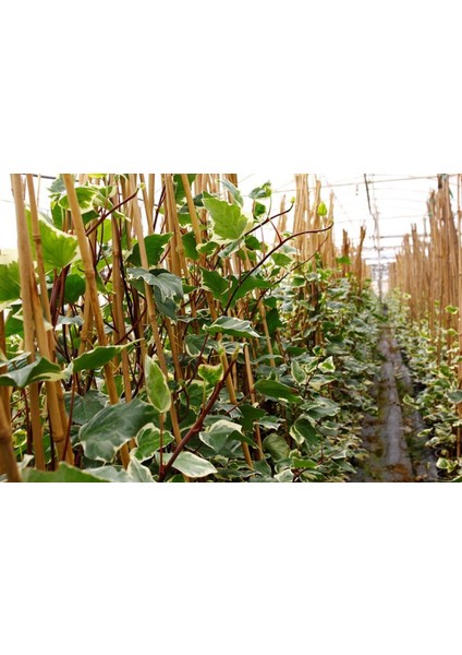 Hedera Orman Sarmaşığı 10 Adet - Alacalı Sarılıcı Bitki
