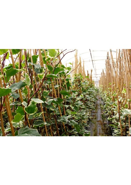 Hedera Orman Sarmaşığı 10 Adet - Alacalı Sarılıcı Bitki