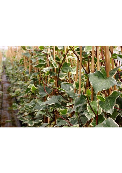 Hedera Orman Sarmaşığı 10 Adet - Alacalı Sarılıcı Bitki