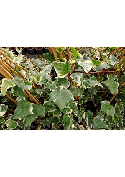 Hedera Orman Sarmaşığı 10 Adet - Alacalı Sarılıcı Bitki