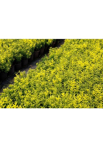 ALTUNİ ÇITIR TAFLAN - SARI RENKLİ ÇİT BİTKİLERİ 50 ADET PAKET