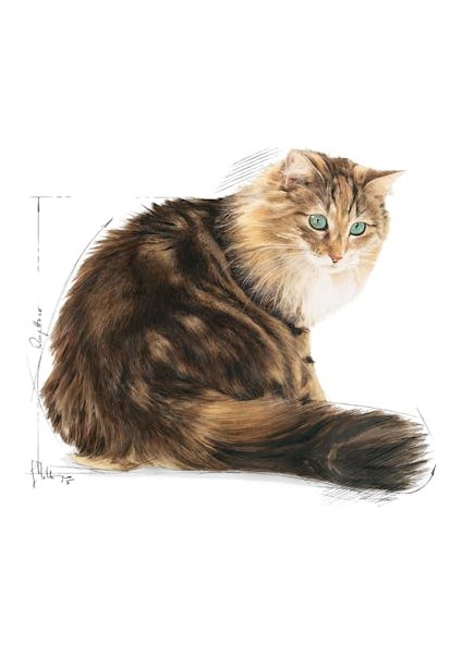 Ageing 12+ Yaşlı Kuru Kedi Maması 2 Kg