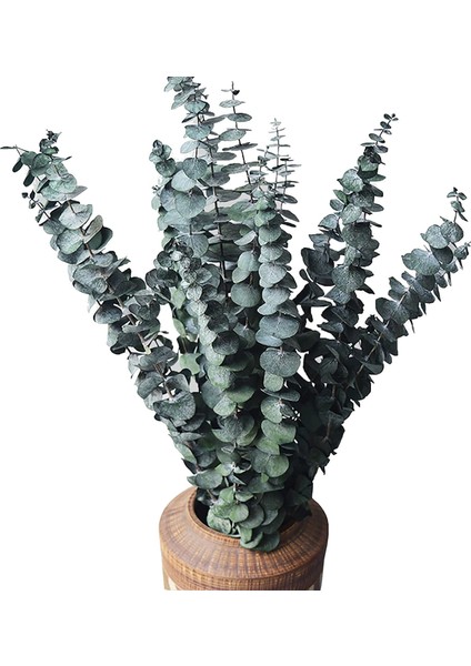 10 Paket Doğal Kurutulmuş Okaliptüs Paketi, Çiçek Düzenlemeleri Düğün Ev Dekor Için Korunmuş Taze Okaliptüs Dalları (Yurt Dışından)