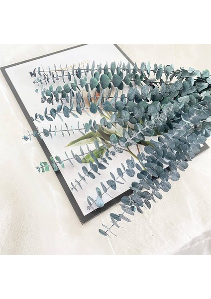 10 Paket Doğal Kurutulmuş Okaliptüs Paketi, Çiçek Düzenlemeleri Düğün Ev Dekor Için Korunmuş Taze Okaliptüs Dalları (Yurt Dışından) fiyatları