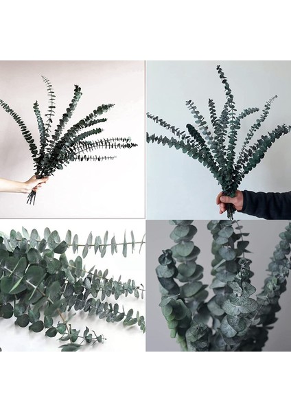 10 Paket Doğal Kurutulmuş Okaliptüs Paketi, Çiçek Düzenlemeleri Düğün Ev Dekor Için Korunmuş Taze Okaliptüs Dalları (Yurt Dışından) fırsatları