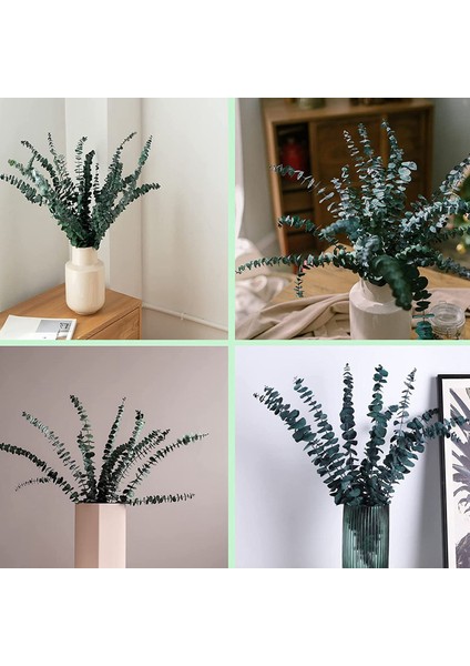 10 Paket Doğal Kurutulmuş Okaliptüs Paketi, Çiçek Düzenlemeleri Düğün Ev Dekor Için Korunmuş Taze Okaliptüs Dalları (Yurt Dışından) indirimleri