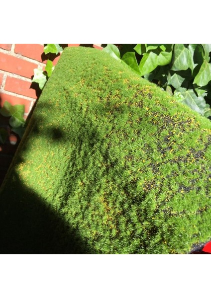 Yapay Yosun Sahte Yeşil Bitkiler Sahte Yosun Çim Dükkanı Ev Veranda Dekorasyon Bahçe Duvar Oturma Odası Dekor Malzemeleri (Yurt Dışından) fırsatları