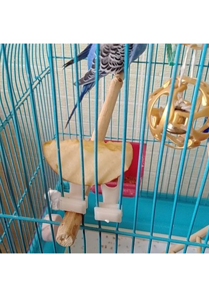 S Tarzı 5 Adet Plastik Evcil Kuşlar Meyve Çatalı Papağanlar Yiyecek Tutucu Kafes Cihazı Kafes Aksesuarları Evcil Kuş Malzemeleri (Yurt Dışından) indirimleri