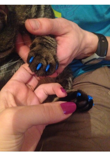 Stili Temizle Xs Beden Silikon Yumuşak Kedi Tırnak Koruması Kedi Pati Pençe Pet Tırnak Koruyucu Tırnak Kapağı Ücretsiz Yapıştırıcı ve Uygulayıcı ile - Turkish (Yurt Dışından) indirimleri