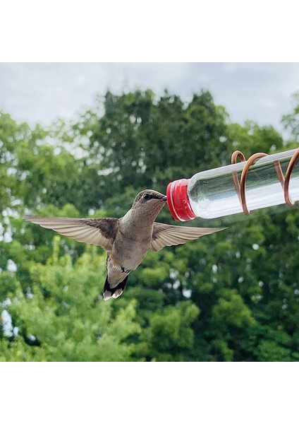 2 Şişe Set Stili Pencere Serçesi Bahçe Dekorasyonu Kuş Su Kabı Pet Malzemeleri (Yurt Dışından) indirimleri