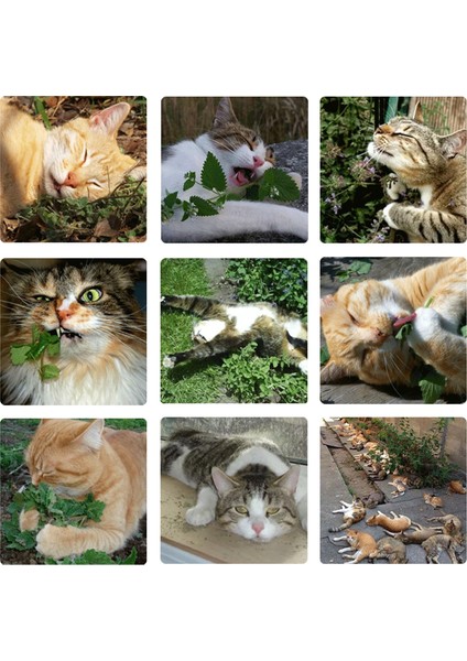 Kedi Nanesi 5g Tarzı 1 Paket Kediler Için Doğal Organik Premium Kediotu Kedi Nane Mentol Oyuncaklara ve Kediotu (Yurt Dışından) fiyatları