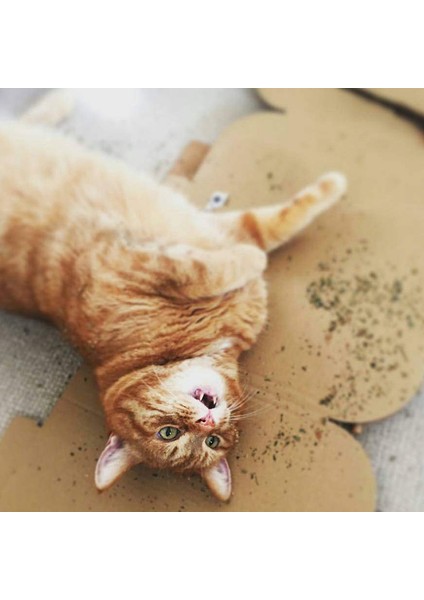 Kedi Nanesi 5g Tarzı 1 Paket Kediler Için Doğal Organik Premium Kediotu Kedi Nane Mentol Oyuncaklara ve Kediotu (Yurt Dışından) modelleri