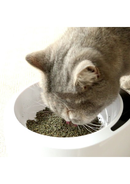 Kedi Nanesi 5g Tarzı 1 Paket Kediler Için Doğal Organik Premium Kediotu Kedi Nane Mentol Oyuncaklara ve Kediotu (Yurt Dışından) fırsatları