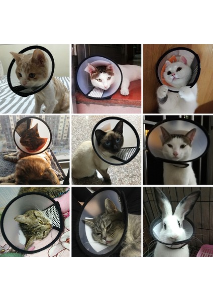 Beyaz Stil No.3 Boyutu Kedi Yara Iyileşme Konisi Köpek Yaka Gato Kedi Koruyucu Mascotas Malzemeleri (Yurt Dışından) fırsatları