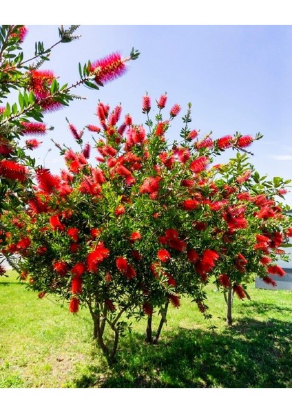 Fırça Çalısı Callistemon 80-100 cm - Çiçekli Peyzaj/çit Bitkisi