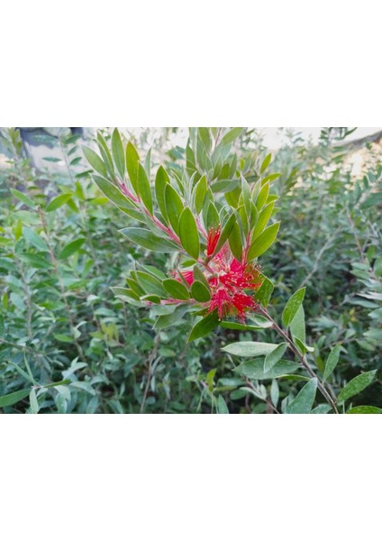 Fırça Çalısı Callistemon 80-100 cm - Çiçekli Peyzaj/çit Bitkisi