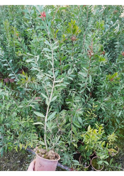 Fırça Çalısı Callistemon 80-100 cm - Çiçekli Peyzaj/çit Bitkisi