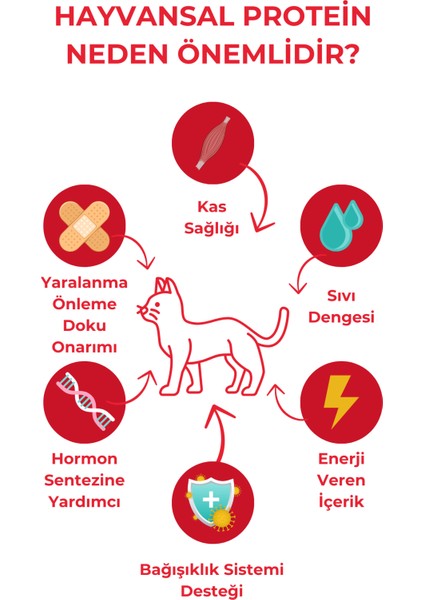 Ekstra Protein Destekli Kuzu Etli Yetişkin Kedi Maması 10kg