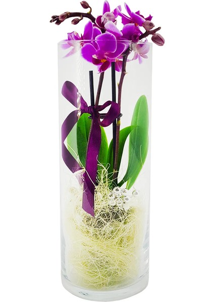 Phalaenopsis Royal & Cam Vazoda Orkide Çiçeği Eşsiz Tasarım Sevgiliye Hediye Iç Mekan Bitkileri